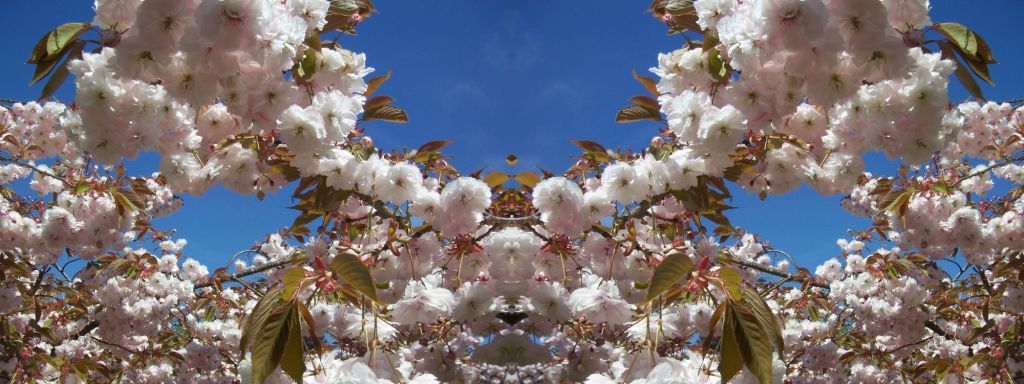 Het menselijk lichaam