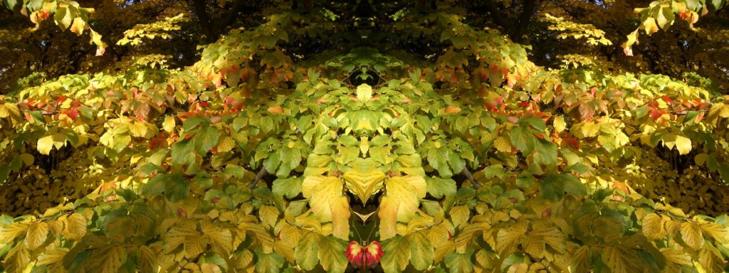 De vermeende waarnemer